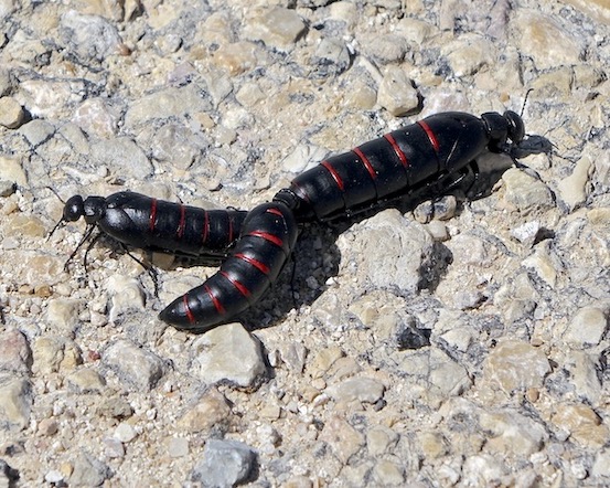 red-striped oil beetle